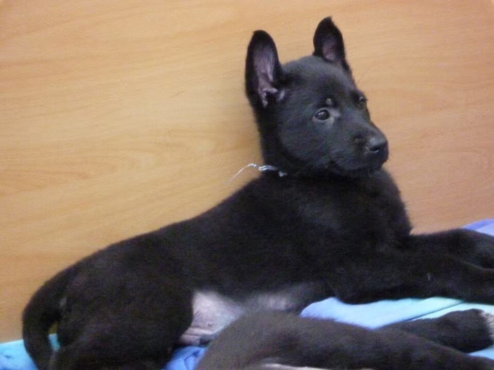 Pups van Jannie Rutten