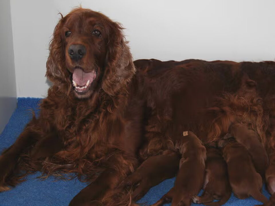 Pups van Of Royal Residence
