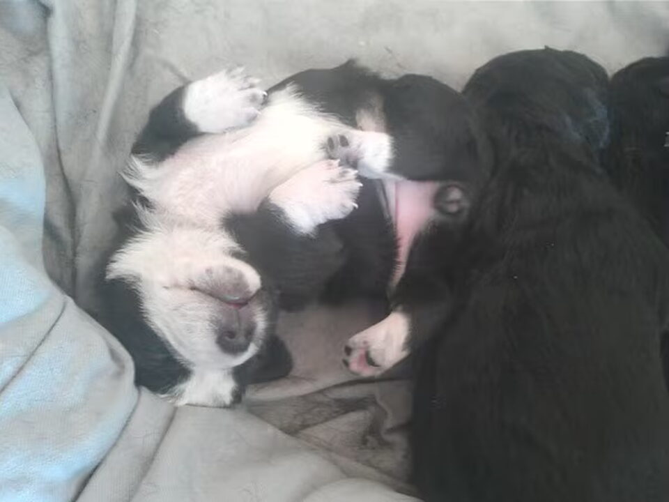 Pups van Danisa