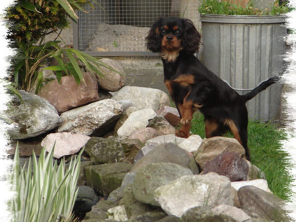 Pups van of Beauty's Castle