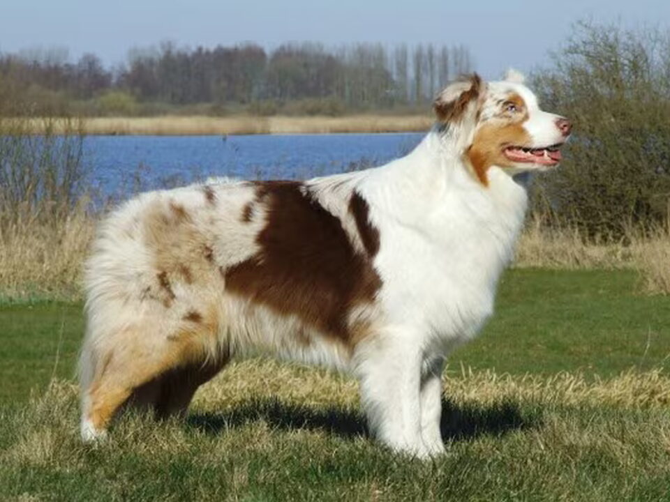 Foto van Sheltales