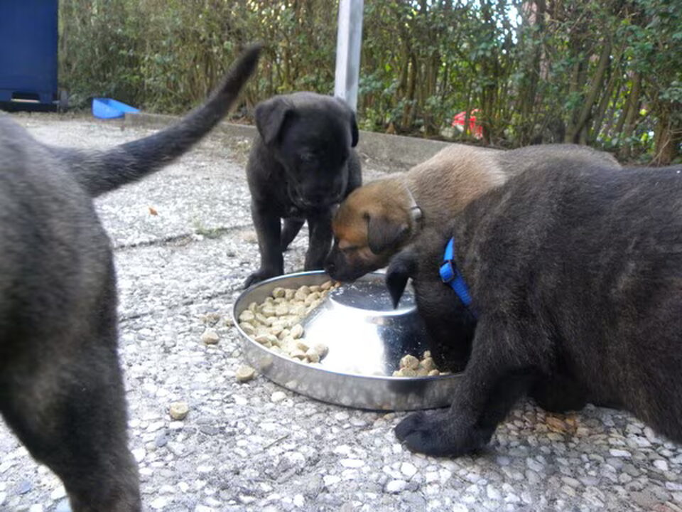 Pups van Imke Clerx