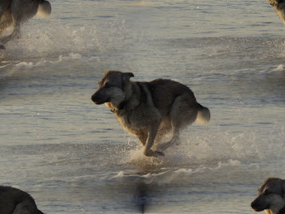 Foto van saarlooswolfhonden kennel  Yumoja