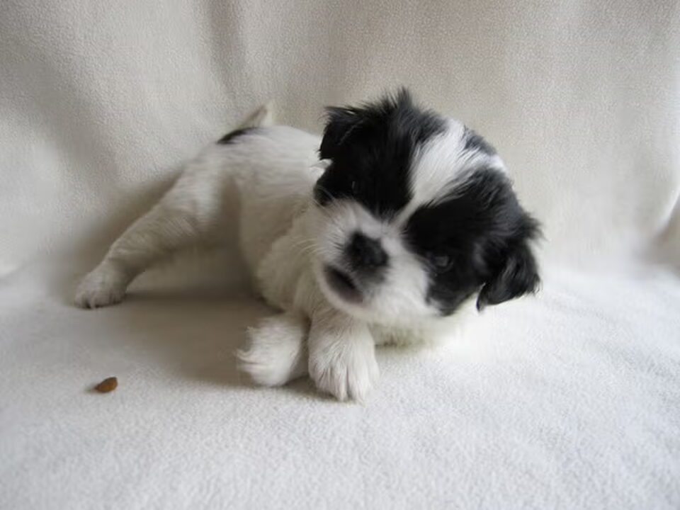 Pups van Raymond De Clercq