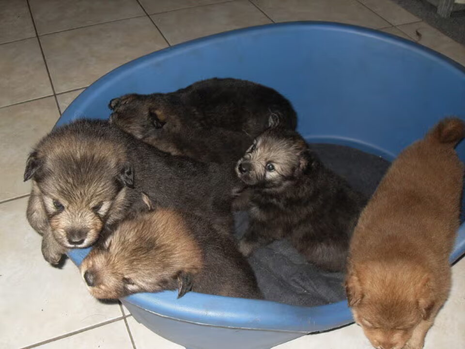 Pups van Tjistij Chebaka