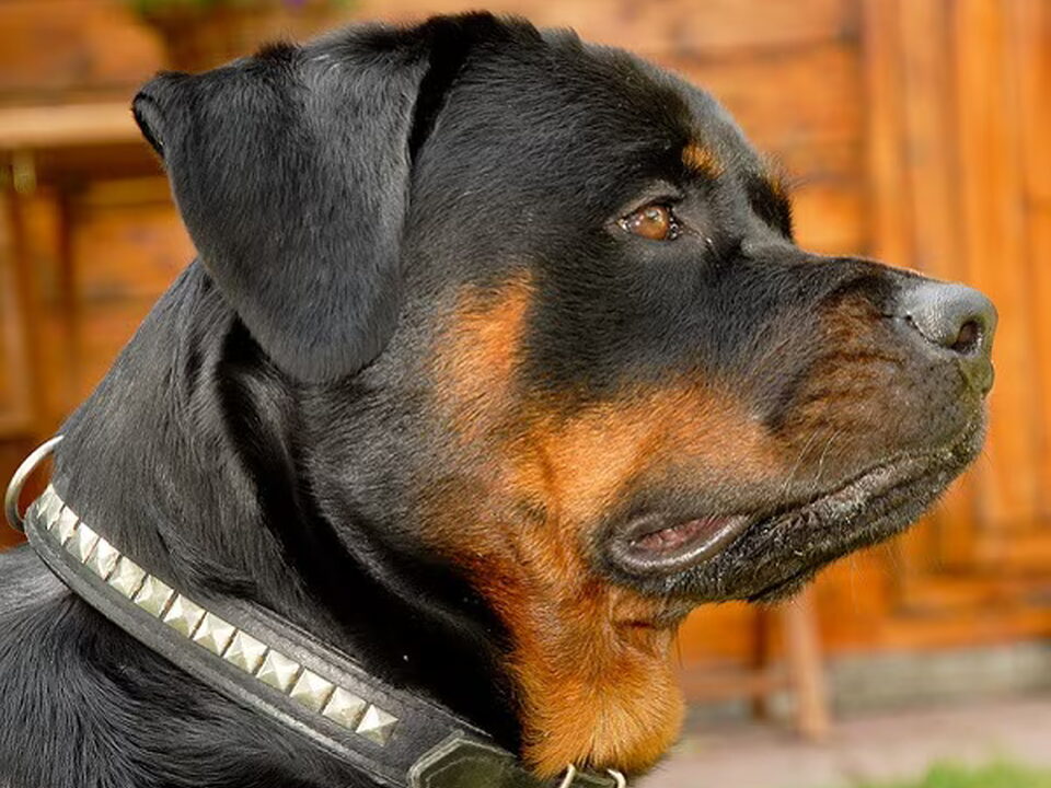Foto van Van de Sjans Rottweilers