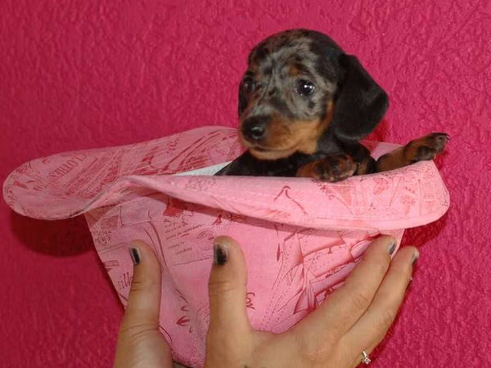 Pups van Tiger's home