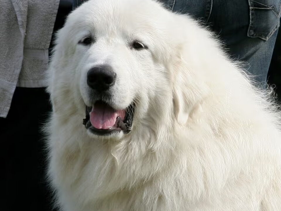 Foto van le roi du mont