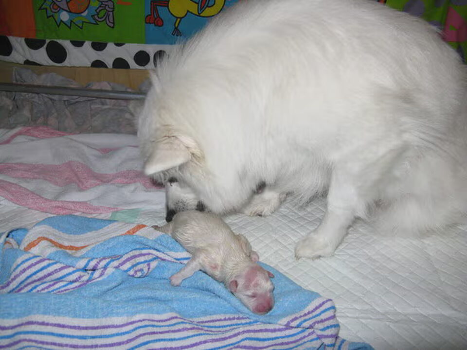Pups van van het Bearehöfke