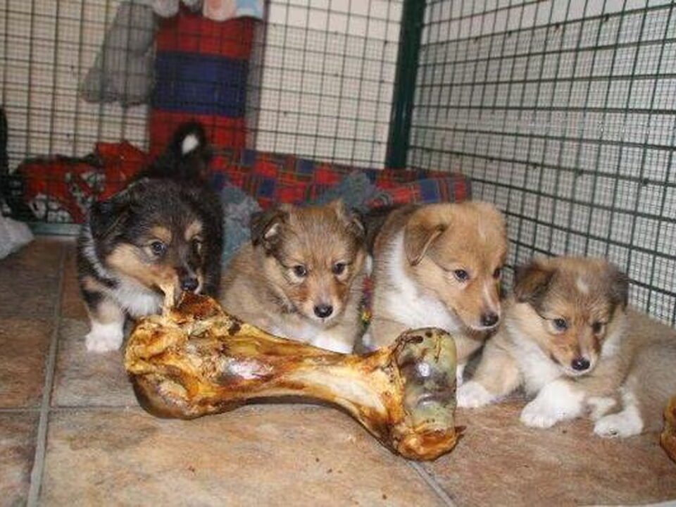 Pups van Rita Bosveld
