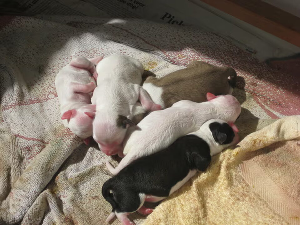 Pups van Cinderella