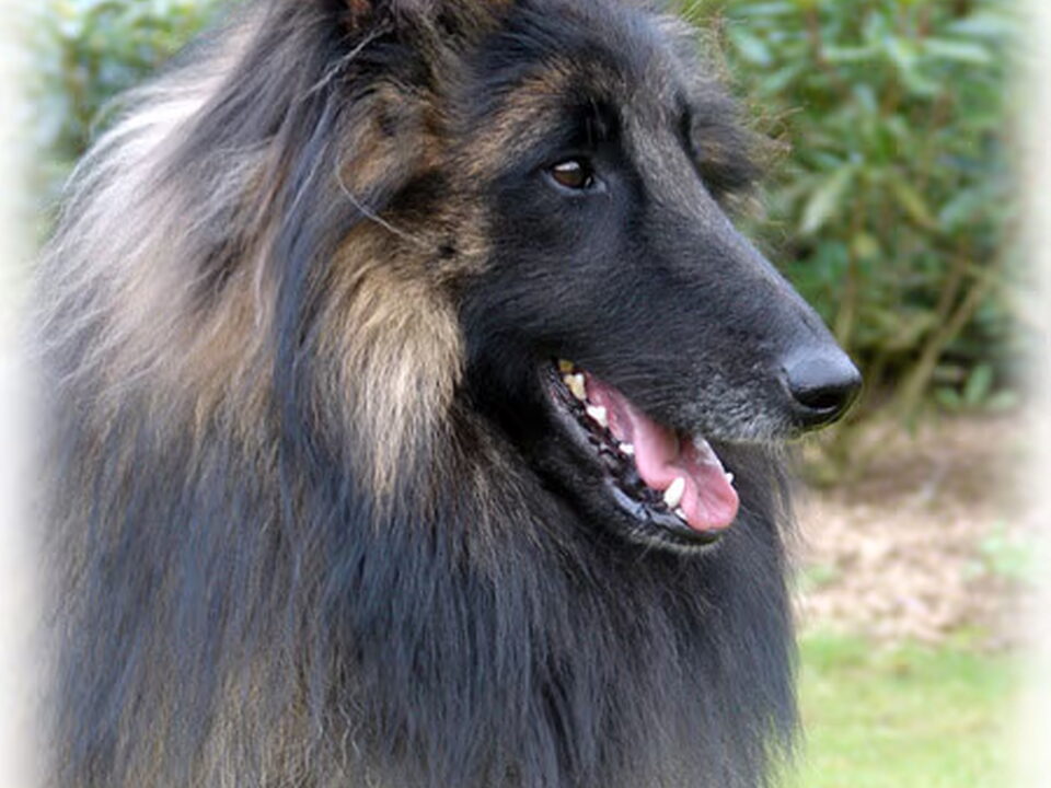 Foto van grimmendans