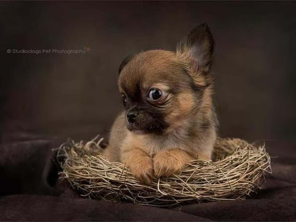Pups van chikechihuahua