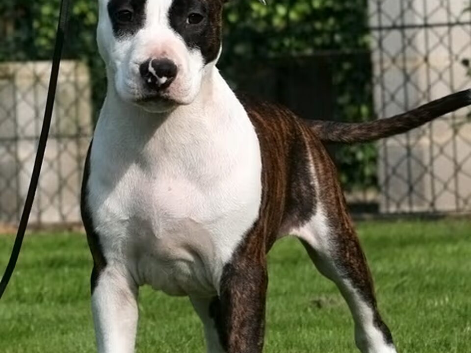 Pups van Stocky Rascals