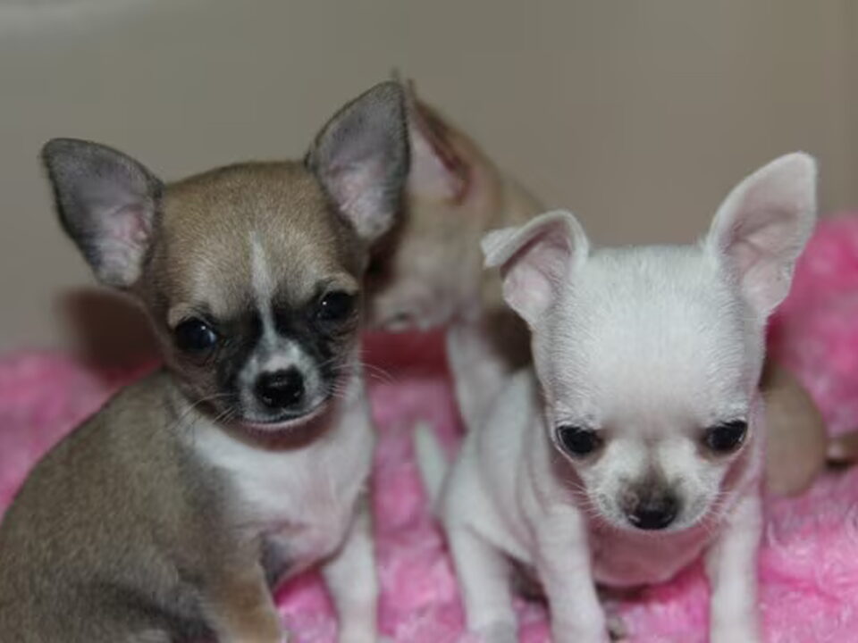 Pups van Ultimate Glory's