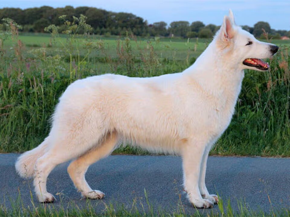 Pups van of Shadasa