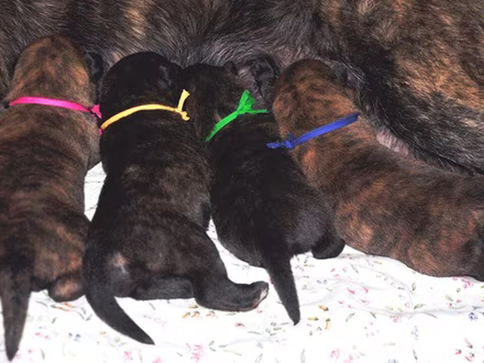 Pups van Met Frasnay's flair