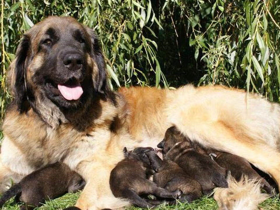 Pups van from Kalua's Spirit