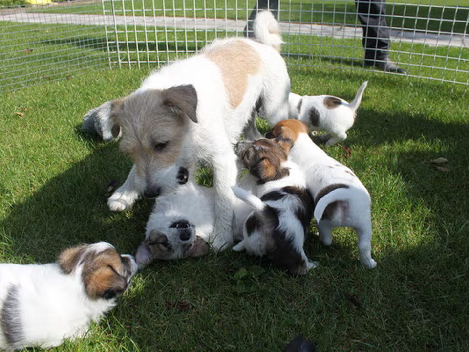 Pups van H. van der Donk