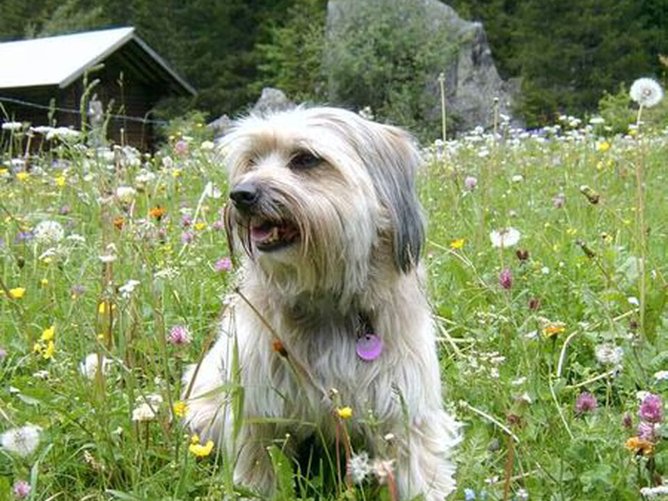 Pyrenese Herdershond