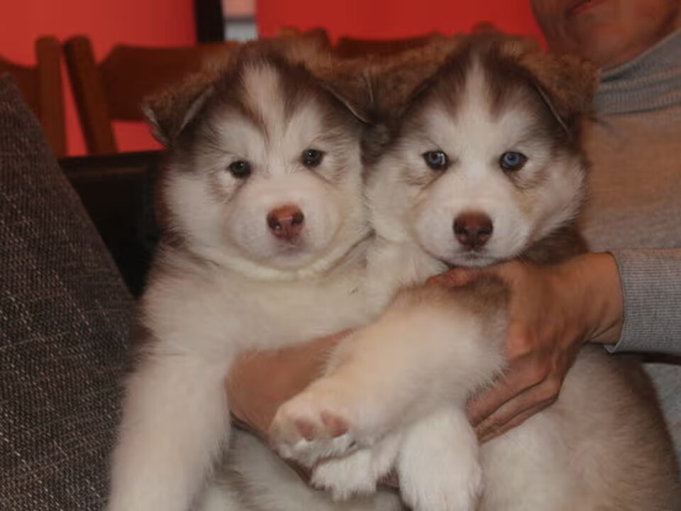 Pups van Aliona C