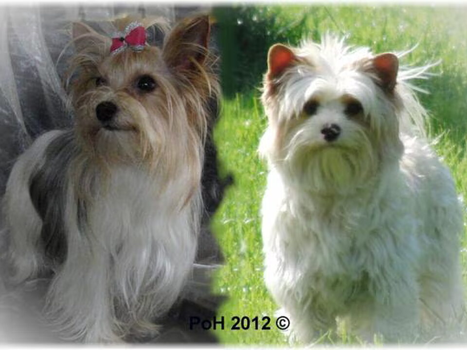 Pups van van "Pride of Heaven"