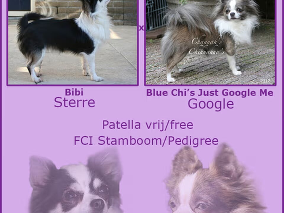 Pups van Chihuahua Kennel From Capa's Home