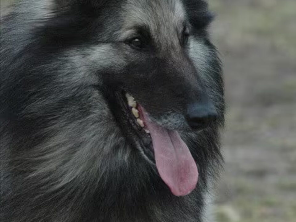 Belgische Herdershond, Tervuerense
