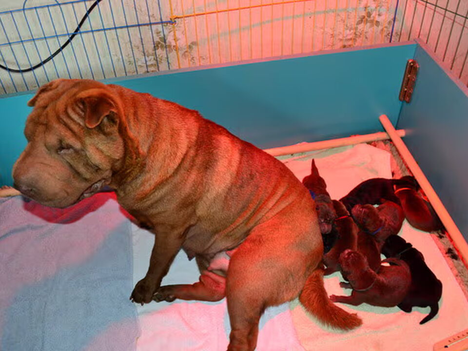 Pups van Shar-pei-kennel The Wrinkled Journey