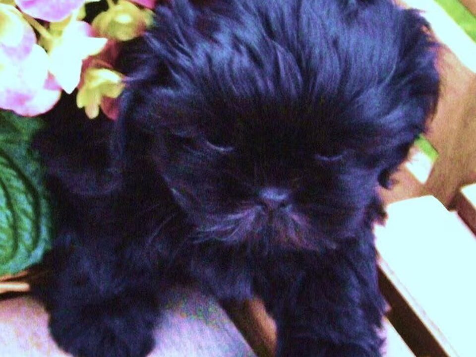 Pups van ida@tweiduuster.nl