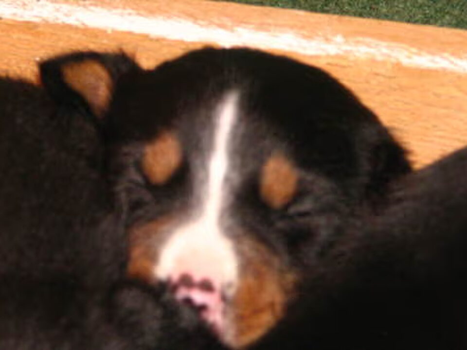 Pups van ritzema