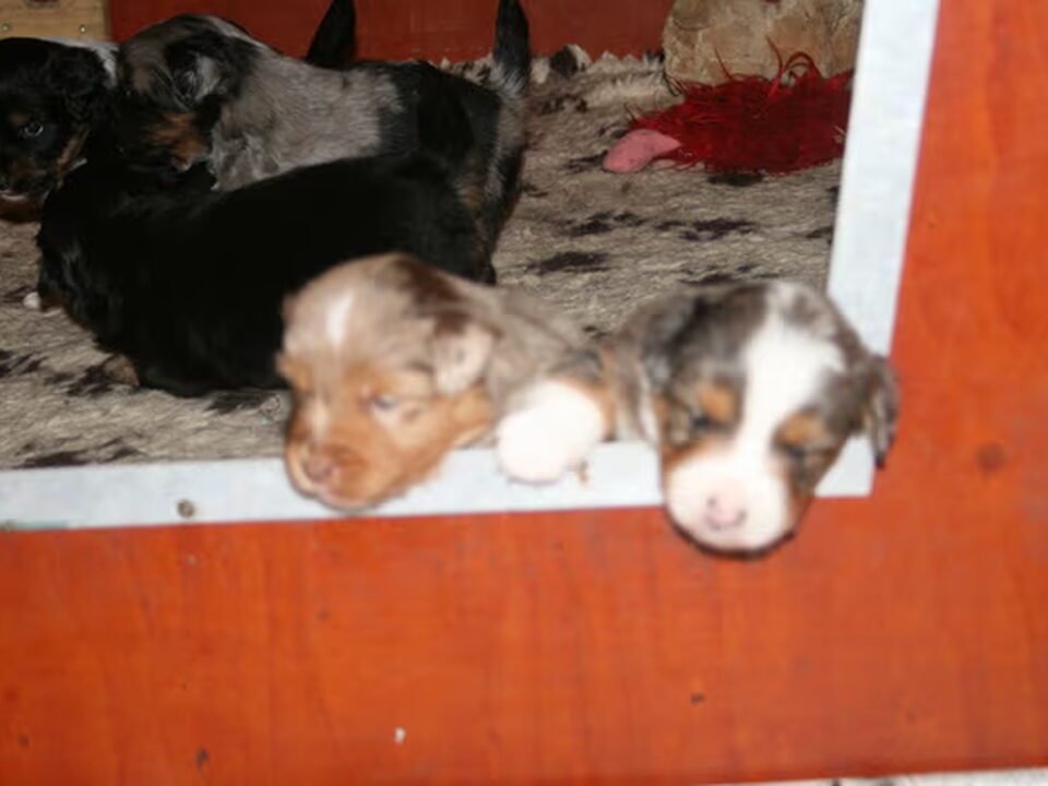 Pups van TEXELLEN