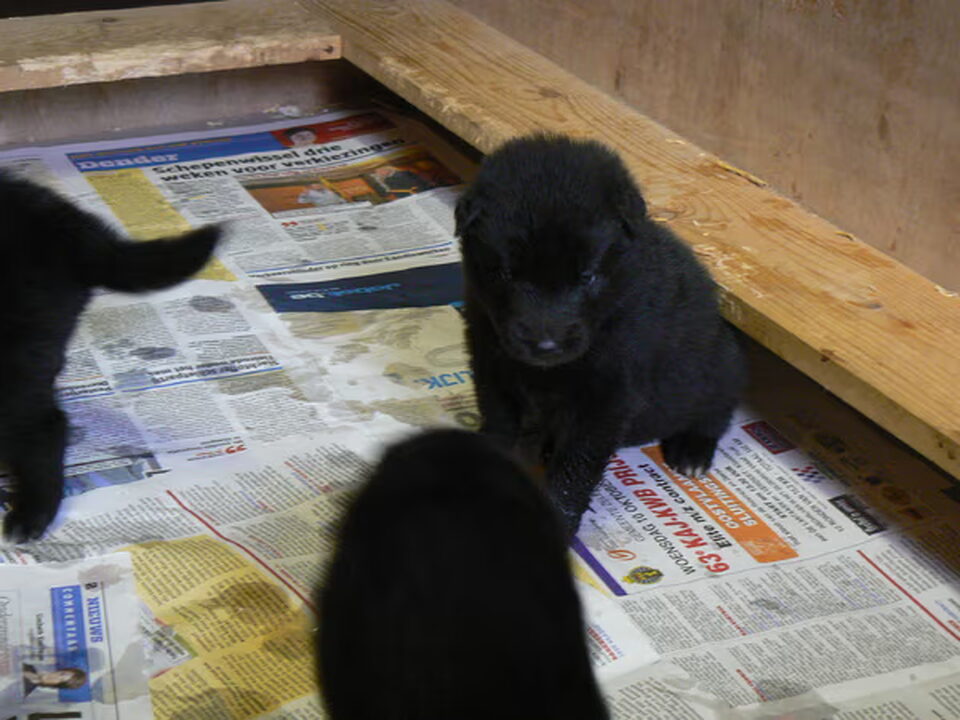 Pups van Groenendaelkennel Van Hof ter Brughe