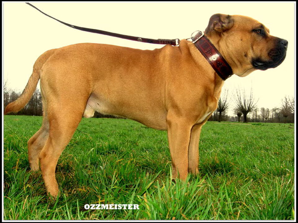 Pups van Jose lenoir en guido moers