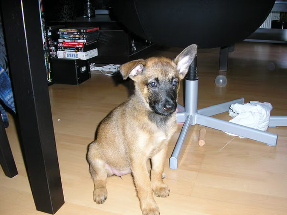 Belgische Herdershond, Mechelse