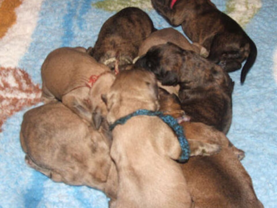 Pups van Merza