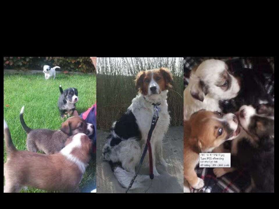 Pups van Fam. Kolen