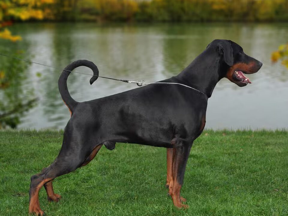 Pups van v.d. Pardiblo