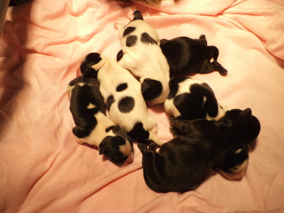 Pups van Amazing Heroes