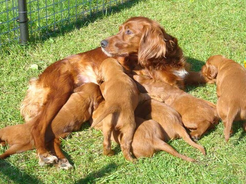 Pups van Els van Hoorn en Claudia Damstra