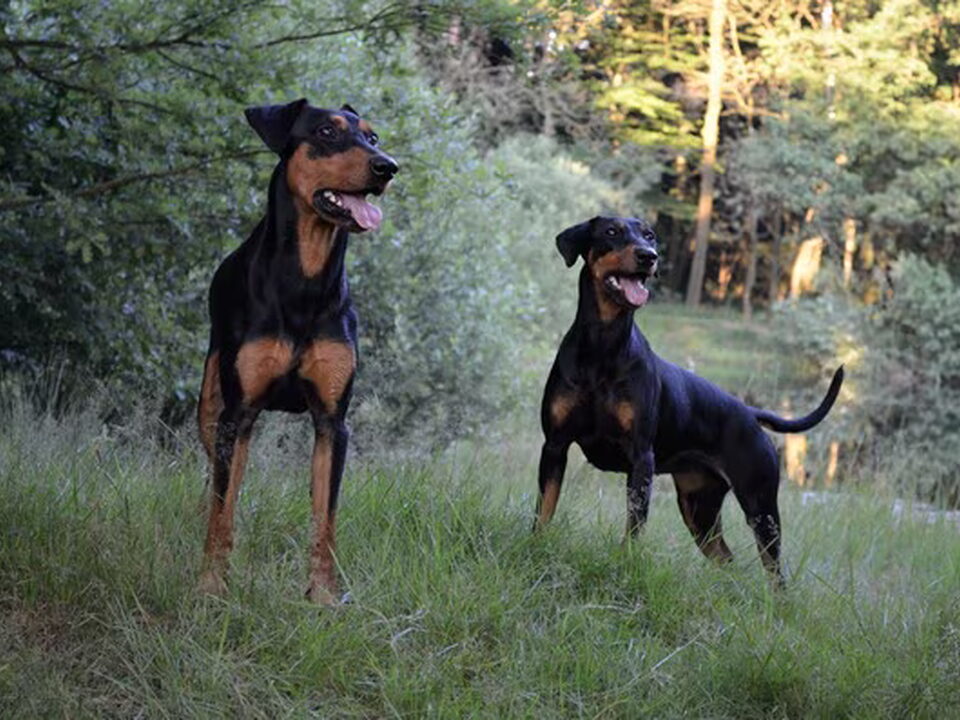 Foto van Leoskarna's