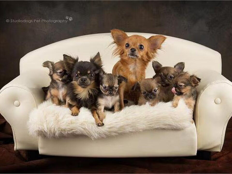 Foto van chikechihuahua