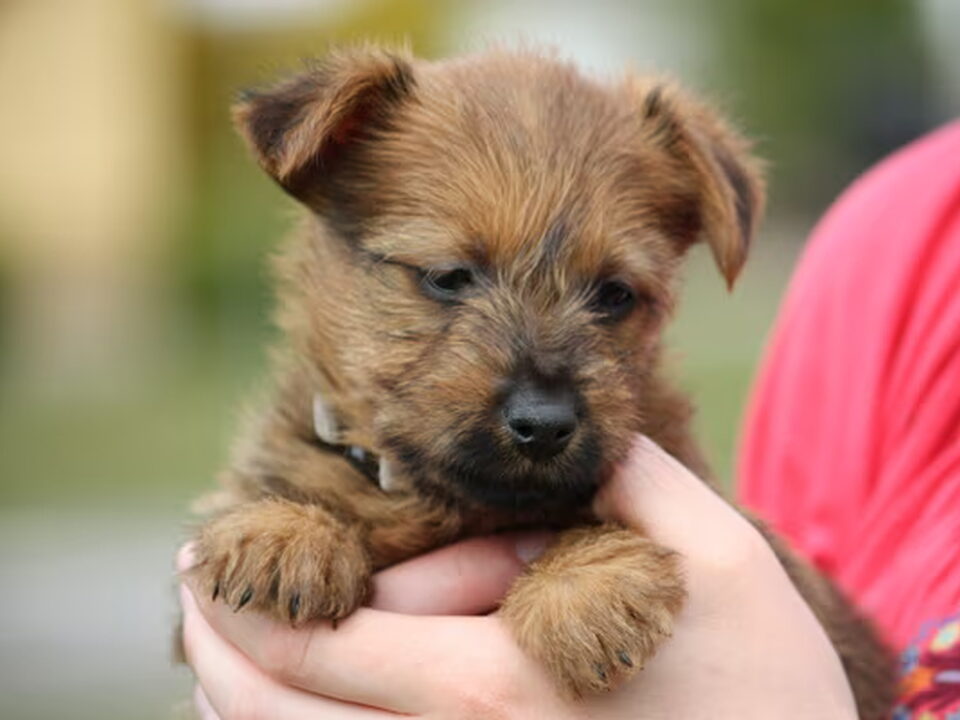 Pups van Australian Terrier, vom Schloss Mordor