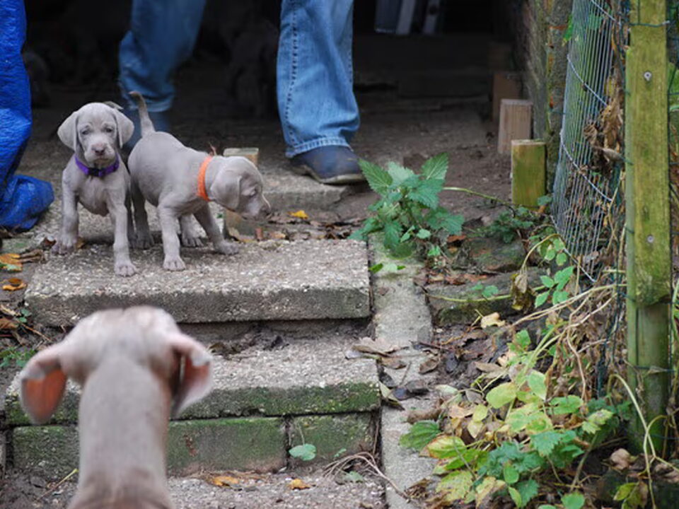 Pups van Meander Weimaraners-Leonor & Robert Honing