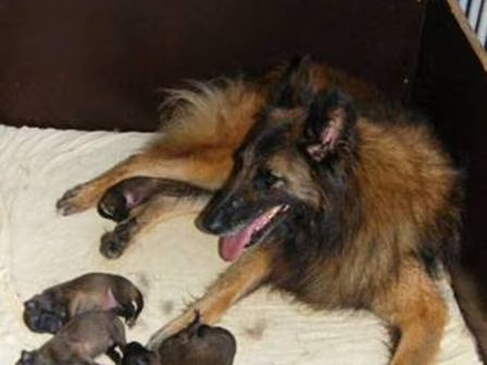Pups van Tyboki's