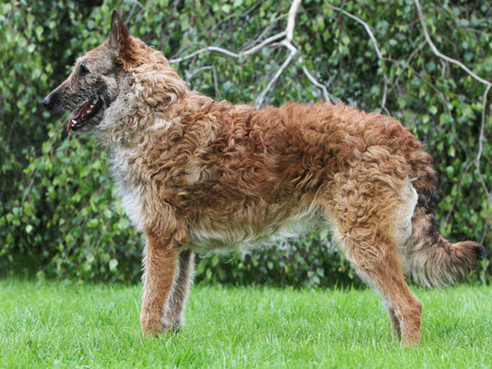 Pups van van Moned
