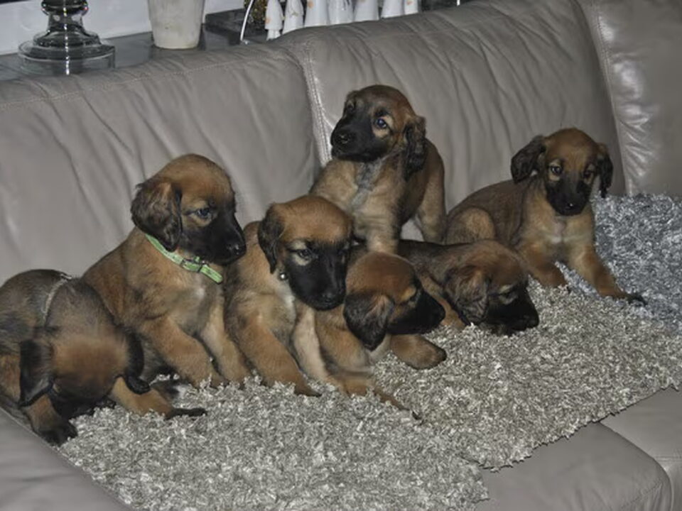 Pups van El Jamrah of paradise