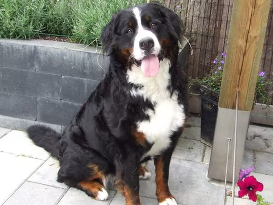 Pups van bernersennenfriesland