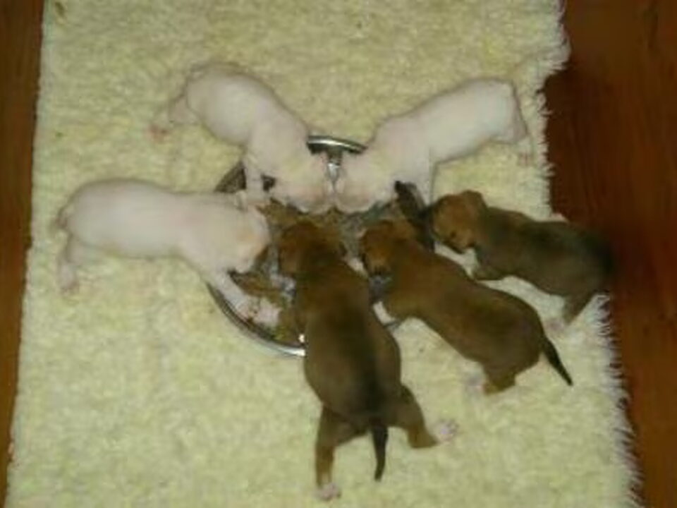 Pups van Fortuna Staffs