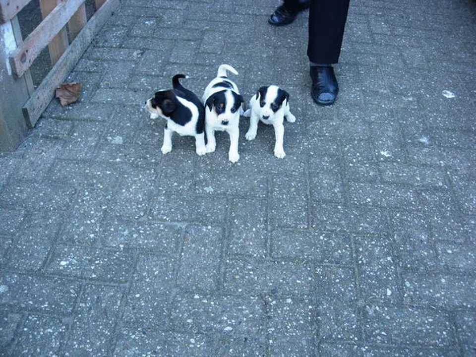 Pups van fons